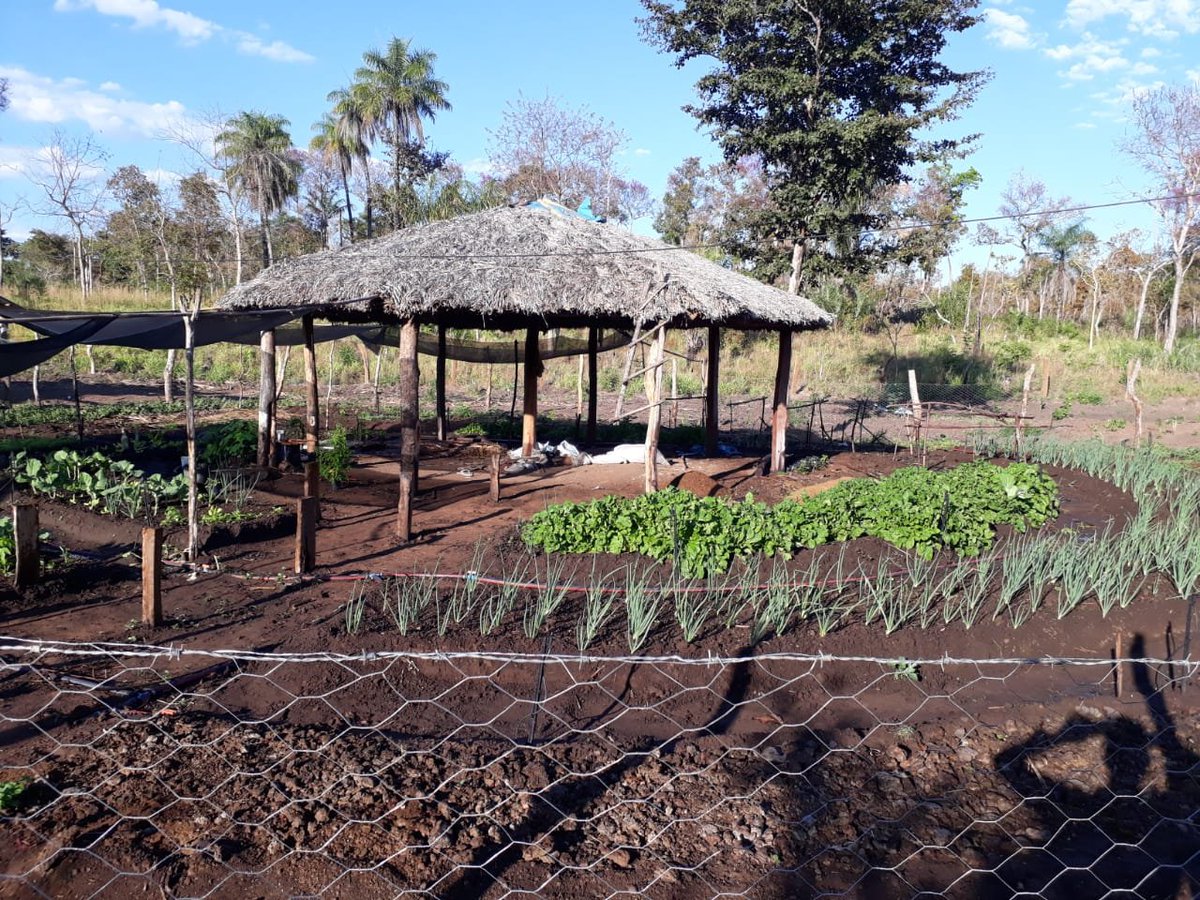 O projeto promete produzir alimentos altamente sustentável, dispensando o uso de agrotóxicos. Foto: Reprodução/Romário Farias